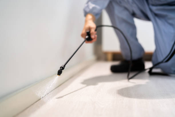 Professional exterminator conducting IPM assessment in Black Rock