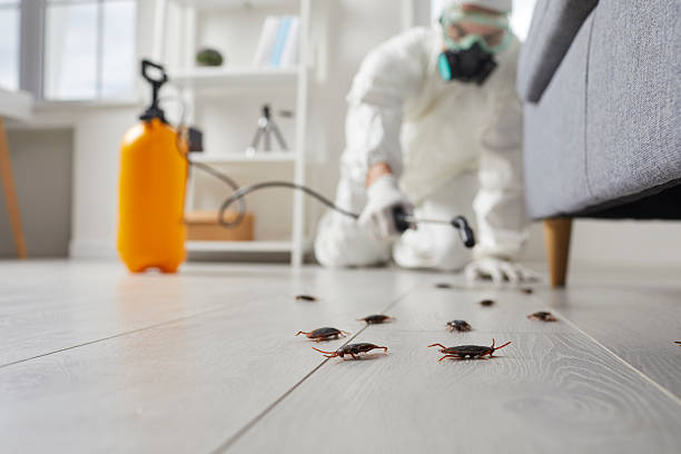 Post-Treatment Bed Bug Interceptor Monitoring in Black Rock